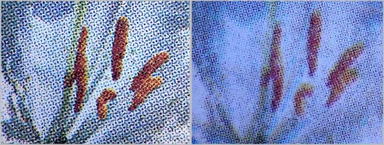 Ein Vergleich der Pollen der Madonnenlilie – links das Original, rechts die konturenunscharfe Fälschung Ein Vergleich der Pollen der Madonnenlilie – links das Original, rechts die konturenunscharfe Fälschung