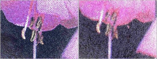 Ein Vergleich der Pollen der Fuchsie – links das Original, rechts die konturenunscharfe Fälschung Ein Vergleich der Pollen der Fuchsie – links das Original, rechts die konturenunscharfe Fälschung