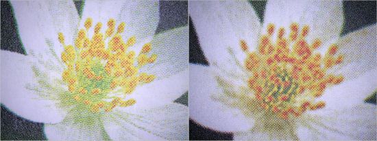 Die Blüten des Buschwindröschens, links die echte Marke, rechts die Fälschung, die wesentlich mehr rote Rasterpunkte enthält.