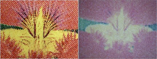 Bildausschnitt der Blüte, links die echte mit schwarzen Farbpunkten, um Details deutlich hervorzuheben, rechts die chinesische Fälschung ohne große Details Bildausschnitt der Blüte, links die echte mit schwarzen Farbpunkten, um Details deutlich hervorzuheben, rechts die chinesische Fälschung ohne große Details